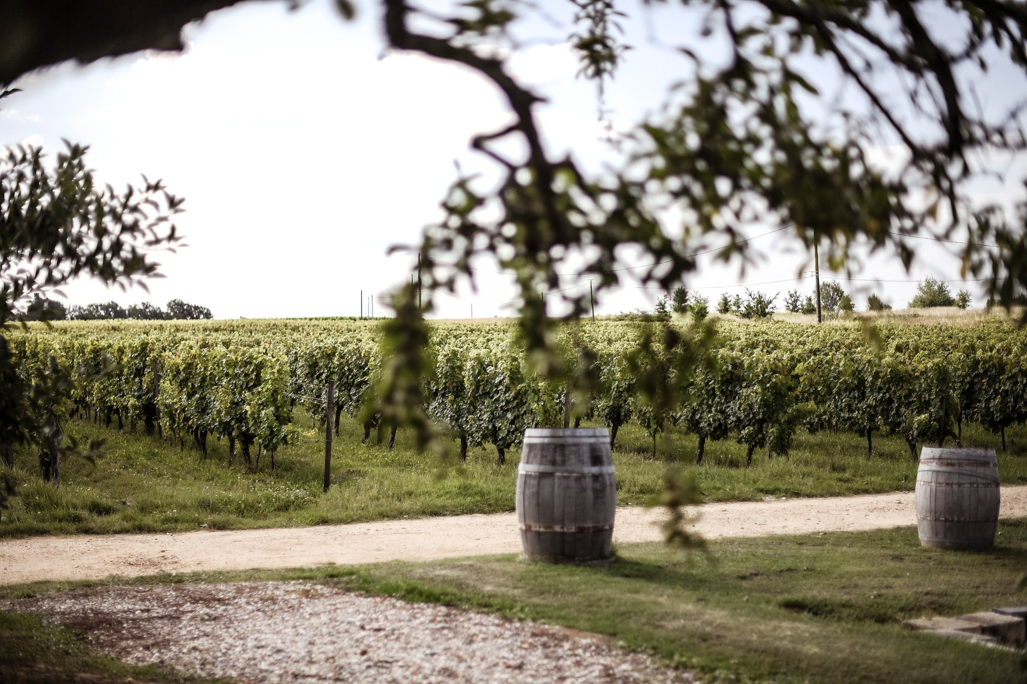 Les vignes du Château de Cranne